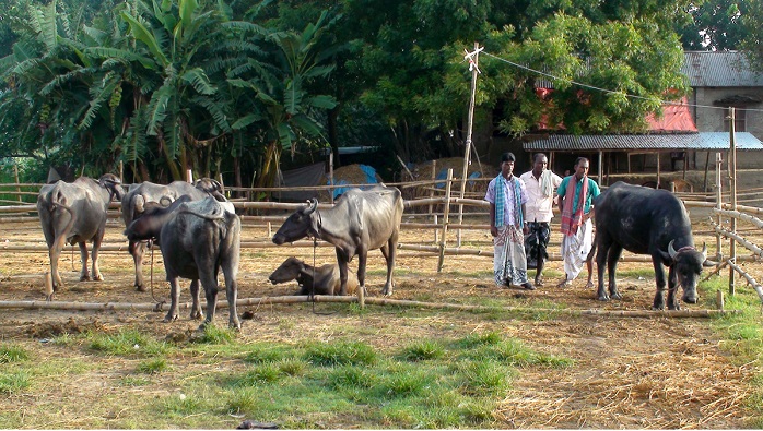 চাঁপাইনবাবগঞ্জে গরুর বিট-খাটাল চলছে স্বরাষ্ট্রমন্ত্রীর একান্ত সচিবের জাল স্বাক্ষরে
