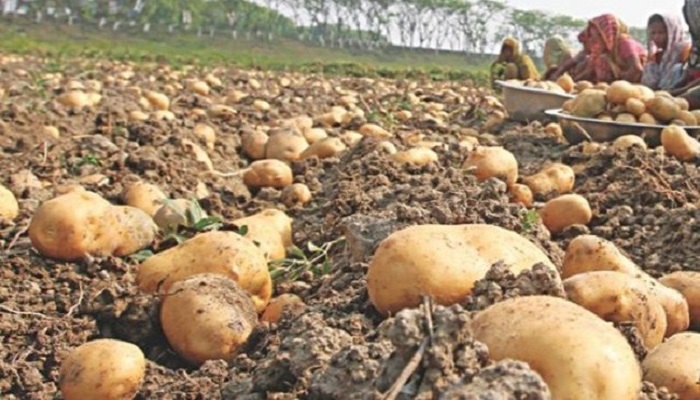 আলু চাষ দেখতে ইউরোপ যাচ্ছেন ৪০ কর্মকর্তা