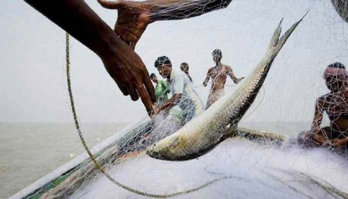 ২২ দিন ইলিশ ধরা নিষেধ
