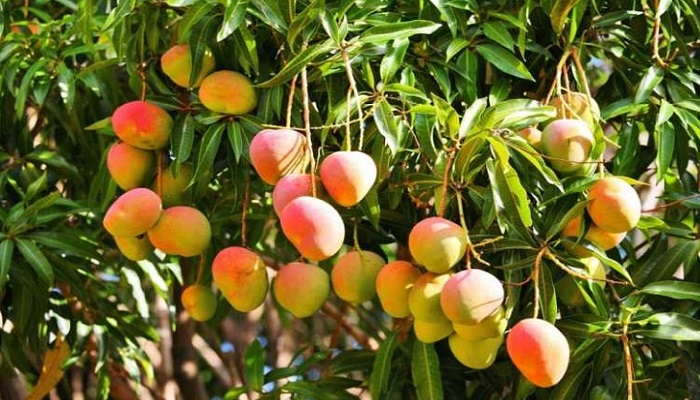পাকা আমের উপকারিতা