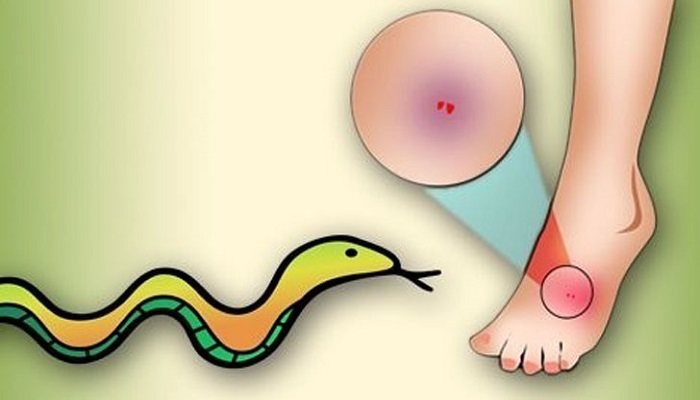 সাপের কামড়ে স্কুলছাত্রের মৃত্যু