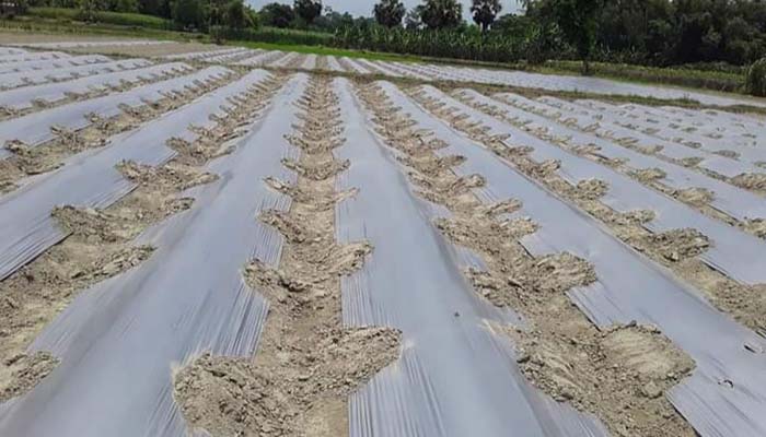 জয়পুরহাটে পরিবেশ বান্ধব মালচিং পেপার ব্যবহারে ফসল চাষ বৃদ্ধি পাচ্ছে