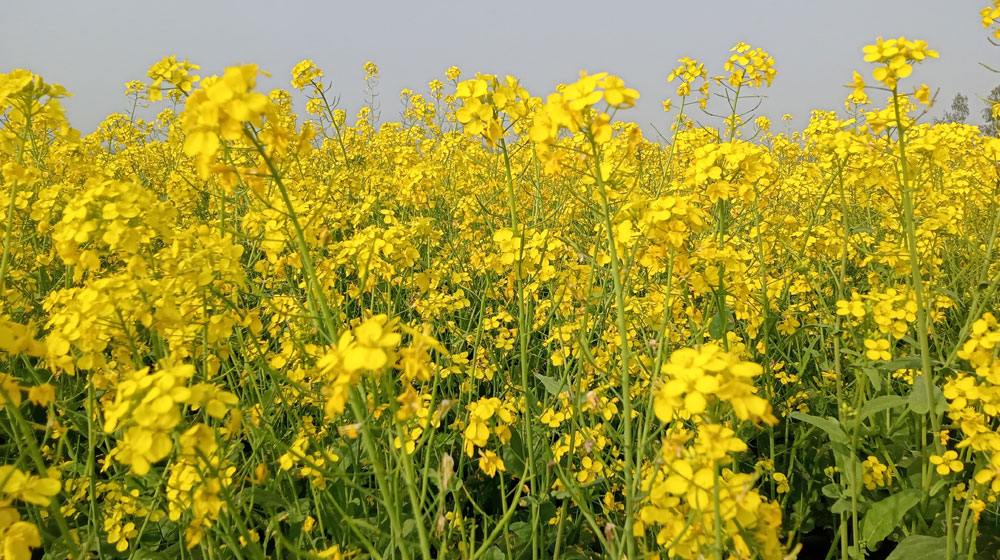 জয়পুরহাটে রেকর্ড পরিমাণ জমিতে সরিষার চাষ