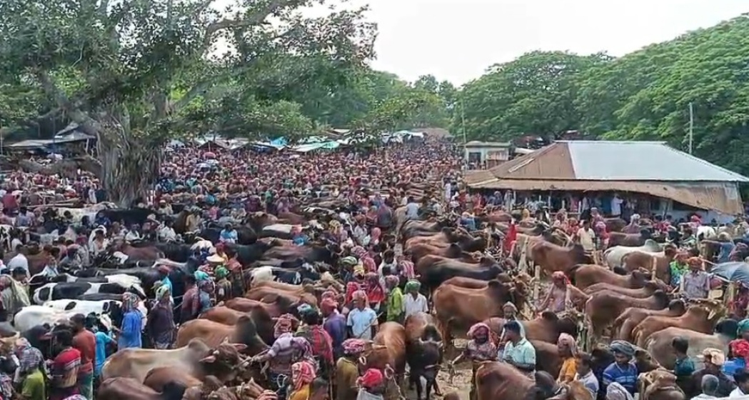চুয়াডাঙ্গায় কোরবানির ঈদে এক হাজার কোটি টাকার পশু বিক্রির সম্ভাবনা