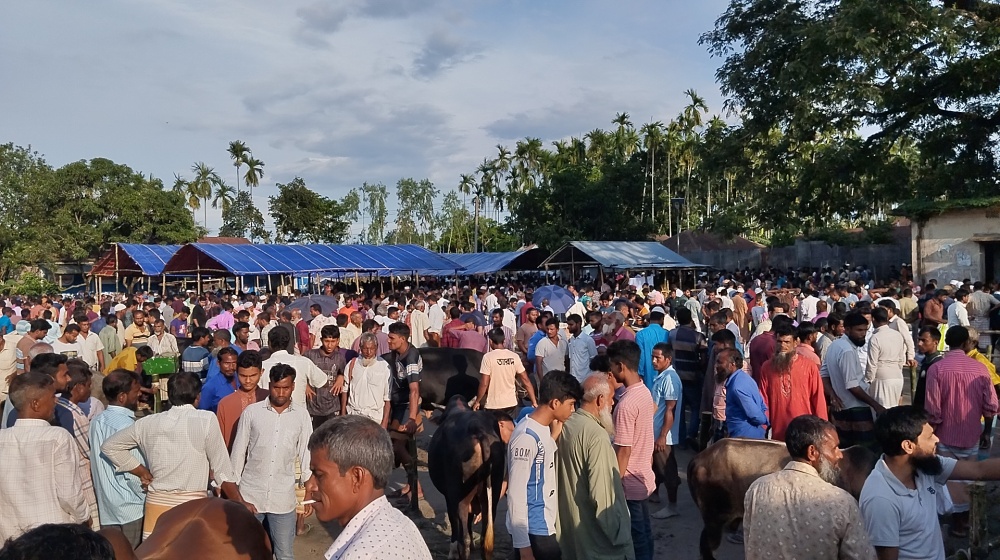 লালমনিরহাটের হাটে দেশীয় গরুর দাপট, কম ক্রেতায় হতাশা