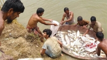 বাগমারায় পুকুরে বিষ দিয়ে ৩০ লাখ টাকার মাছ নিধনের অভিযোগ