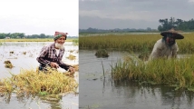 হাওরে পাহাড়ি ঢলে তলিয়ে যাচ্ছে পাকা ধান, কৃষকের কান্না
