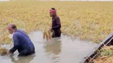 কিশোরগঞ্জ হাওরে তলাচ্ছে বোরো ধান, ২ হাজার টাকায়ও মিলছে না শ্রমিক