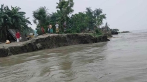 যমুনায় পানি বাড়ায় সিরাজগঞ্জে ভাঙন ও ফসলহানির শঙ্কা