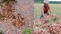 বাম্পার ফলনেও লোকসানে কৃষক, পুকুরে ফেলে দেওয়া হচ্ছে পেঁয়াজ