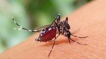ডেঙ্গুতে ২৪ ঘণ্টায় একজনের মৃত্যু, হাসপাতালে ৩২৯